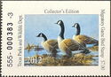Canada goose (Branta canadensis)