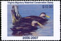 American black duck (Anas rubripes)