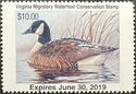 Canada goose (Branta canadensis)