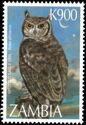 Spotted Eagle-Owl (Bubo africanus)