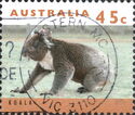 Koala (Phascolarctos cinereus)