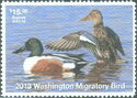 Northern shoveler (Spatula clypeata)