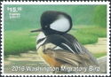 Hooded merganser (Lophodytes cucullatus)