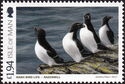 Razorbill (Alca torda)