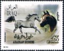 Arabian Horse (Equus ferus caballus)