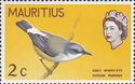 Mauritius Grey White-eye (Zosterops mauritianus)