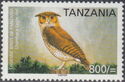 Usambara Eagle-owl (Bubo vosseleri)