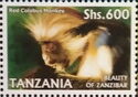 Zanzibar Red Colobus (Piliocolobus kirkii)