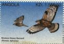 Western Honey Buzzard (Pernis apivorus)