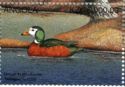 African Pygmy Goose (Nettapus auritus)