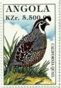 California Quail (Callipepla californica)