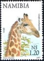 Giraffe (Giraffa camelopardalis)