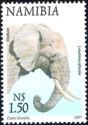 African Elephant (Loxodonta africana)