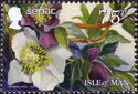 Helleborus niger - SEPAC
