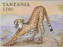 Cheetah (Acinonyx jubatus)