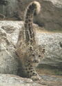 Zoo Zürich Junger Schneeleopard