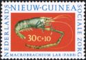 Giant Jungle Prawn (Macrobrachium lar)