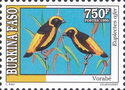 Yellow-crowned Bishop (Euplectes afer)