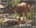 Brown Brocket Deer (Mazama gouazoubira)