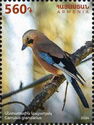 Eurasian Jay (Garrulus glandarius)