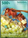 Oriental Hornet (Vespa orientalis)