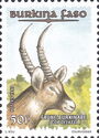 Defassa Waterbuck (Kobus defassa)