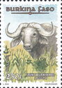 Buffalo