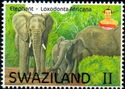Elephant (Loxodonta africana)