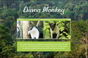 Diana Monkey (Cercopithecus diana)