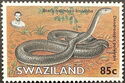 Black Mamba (Dendroaspis polylepis)