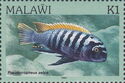 Zebra Mbuna (Pseudotropheus zebra)