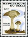 Clitocybe nebularis