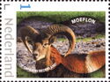 Mouflon