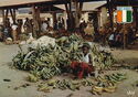 Plantain bananas