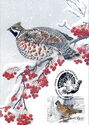 Hazel Grouse (Tetrastes bonasia)