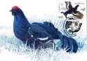 Black Grouse (Lyrurus tetrix)
