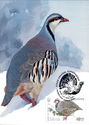 Chukar (Alectoris chukar)