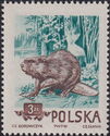 Eurasian Beaver (Castor fiber)