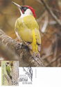 Green Woodpecker (Picus viridis)