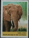 African Elephant (Loxodonta africana)