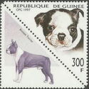 Boston-Terrier (Canis lupus familiaris)