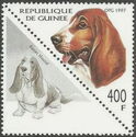 Basset Hound (Canis lupus familiaris)