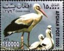 White Stork (Ciconia ciconia)