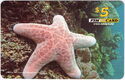 Starfish on a rock