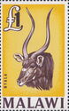 Nyala (Tragelaphus angasi) 