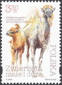 Bactrian Camel (Camelus bactrianus)