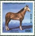 Arabian Horse (Equus ferus caballus)
