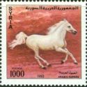 Arabian Horse (Equus ferus caballus)