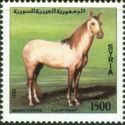 Arabian Horse (Equus ferus caballus)