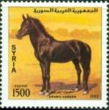 Arabian Horse (Equus ferus caballus)
